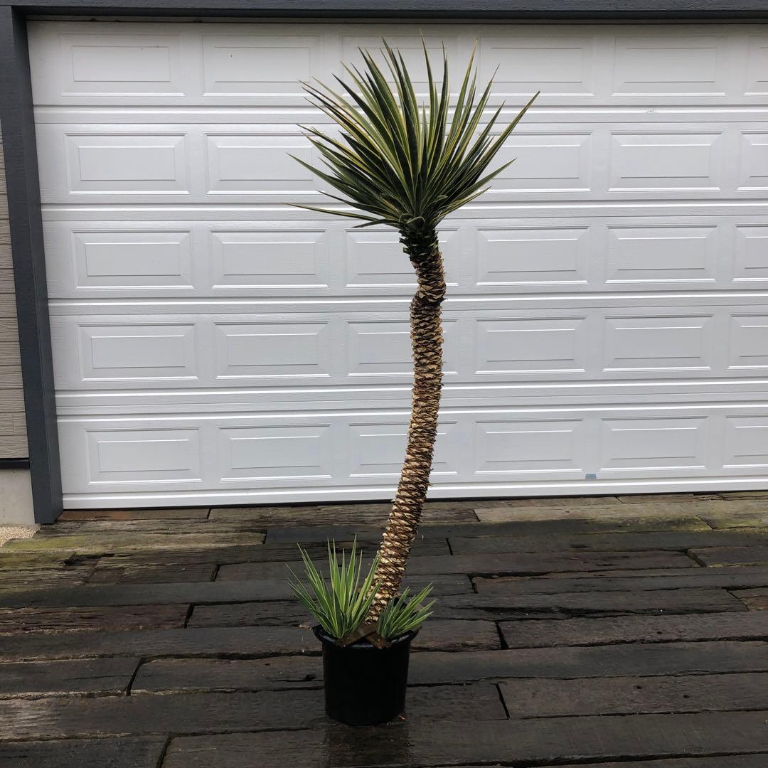 ユッカ アロイフォリア　バリエガータ