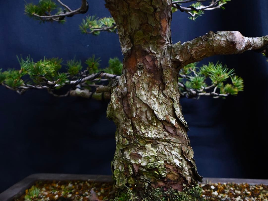 瑞祥　五葉松　盆栽　太幹　模様木　古木　大品盆栽