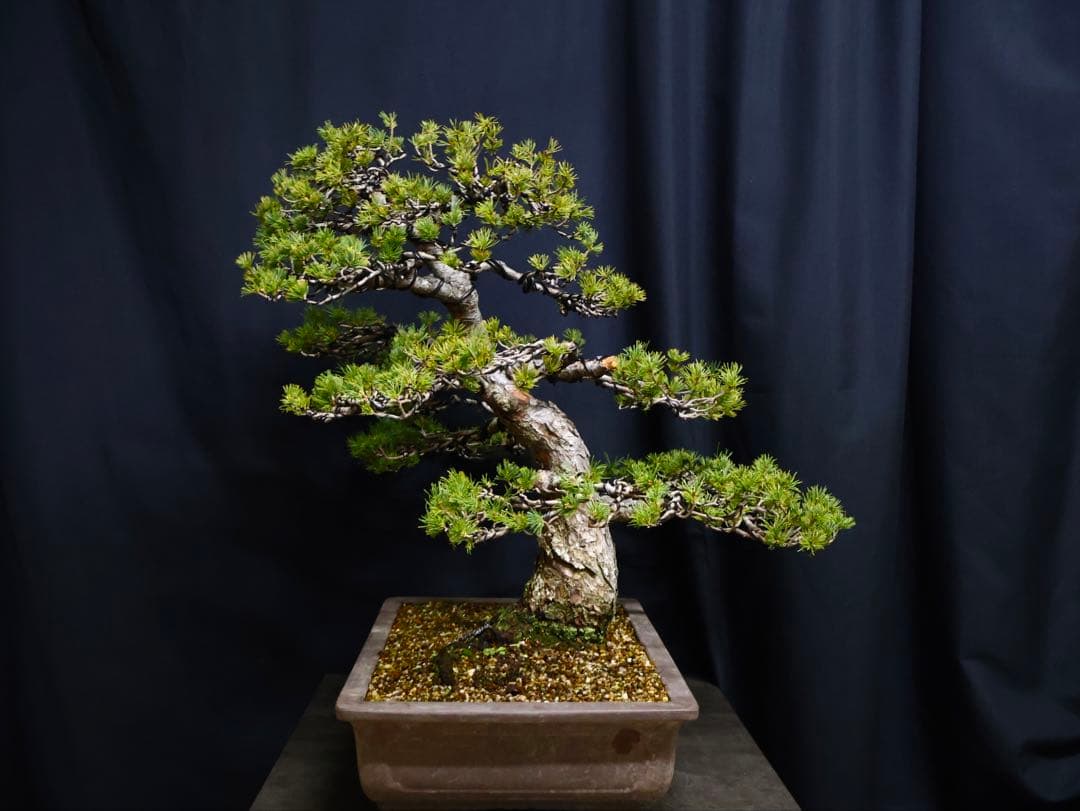 瑞祥　五葉松　盆栽　太幹　模様木　古木　大品盆栽