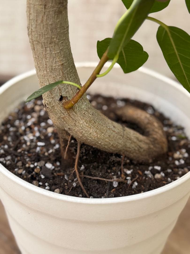 ☆ フランスゴムの木 フィカス•ルビギノーサ♪ 152cm リビングサイズ♪