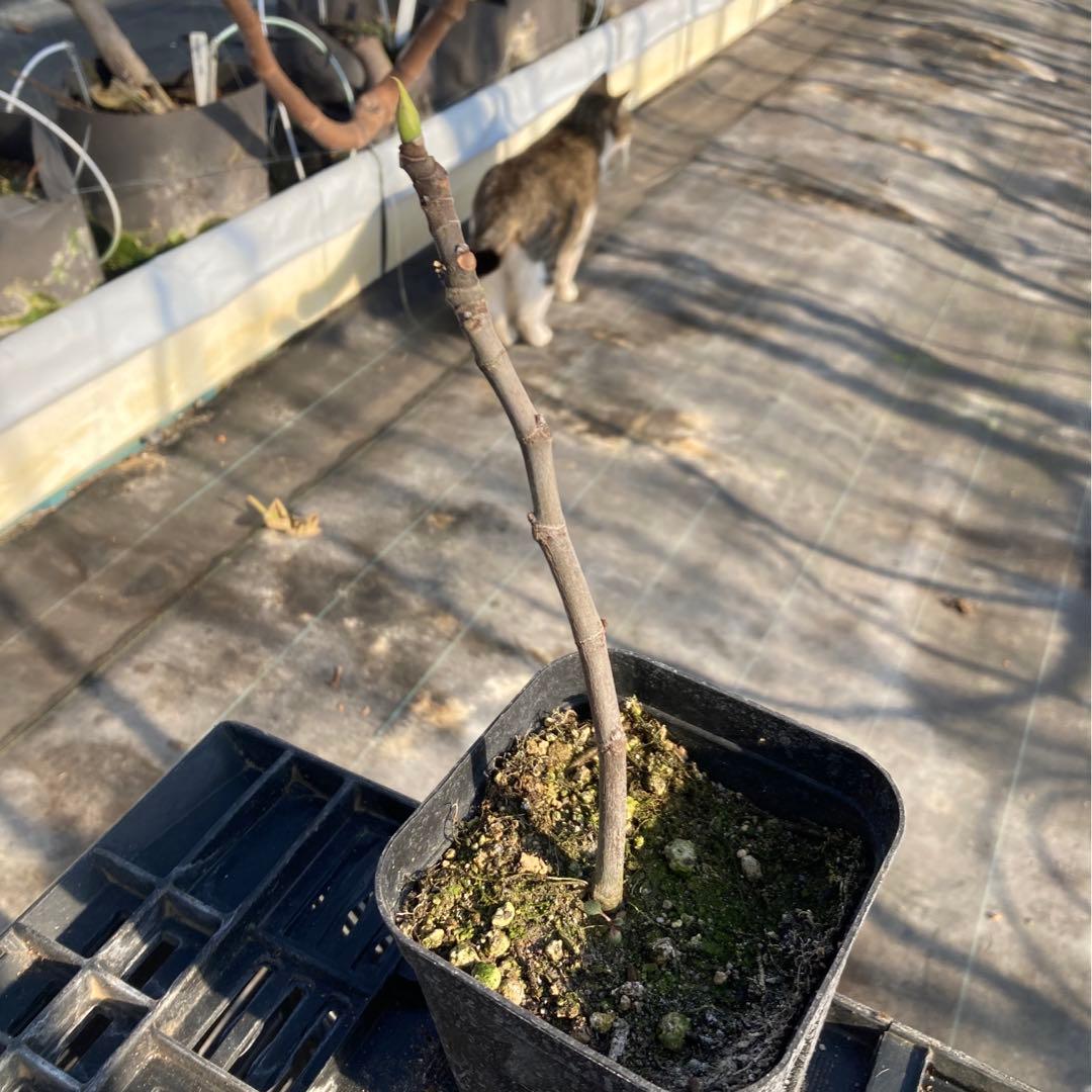 【挿木苗ラスト出品】Honey Plum 挿木苗 イチジク ぼか3点