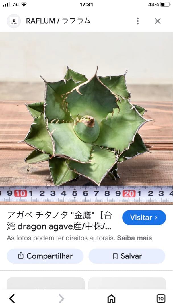 アガベ チタノタニシキ