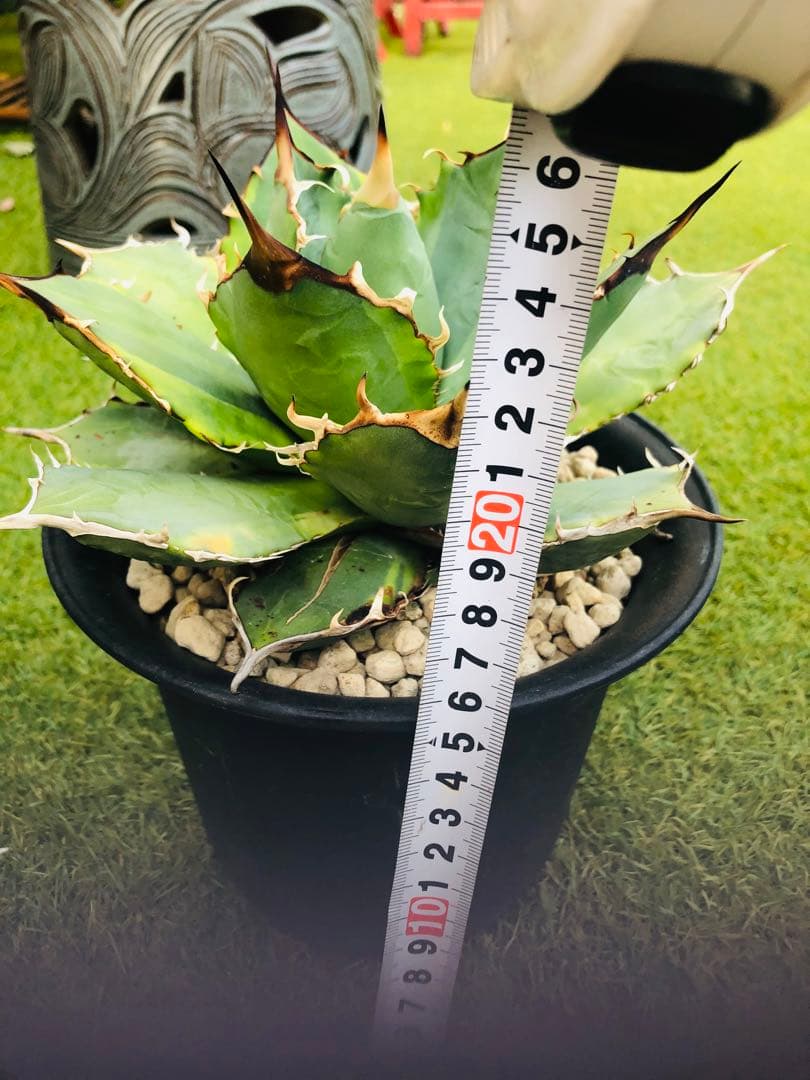 アガベ チタノタニシキ