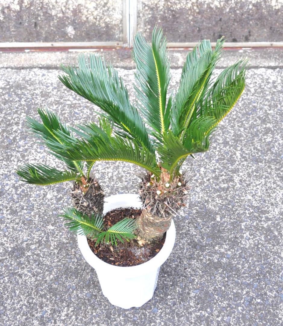 ソテツ 8号 80cm