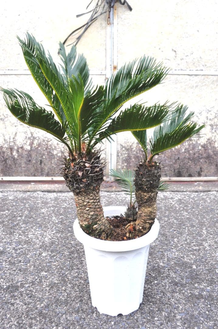 ソテツ 8号 80cm