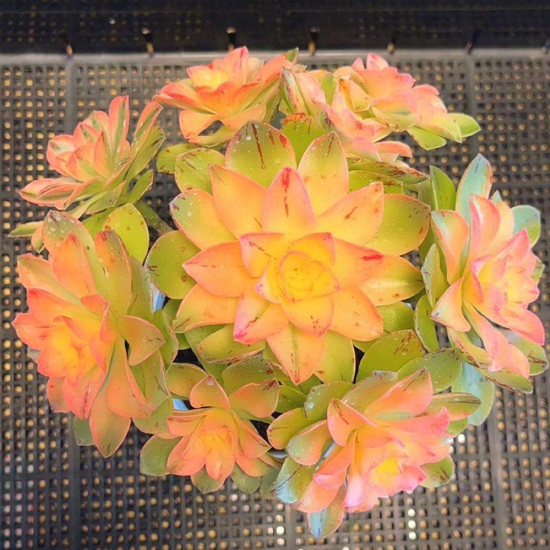 62#多肉植物❤️アエオニウム錦❤️ホロスパツラツム錦❤️9頭19cm拔き苗