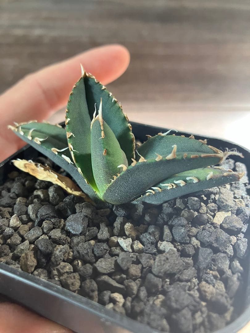 最終価格　Agave 白嵐　子株販売