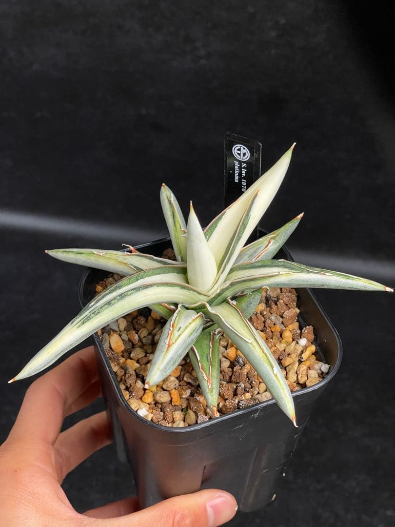 EMP サンセベリア Lav.1970 白斑 new ver. / SA425