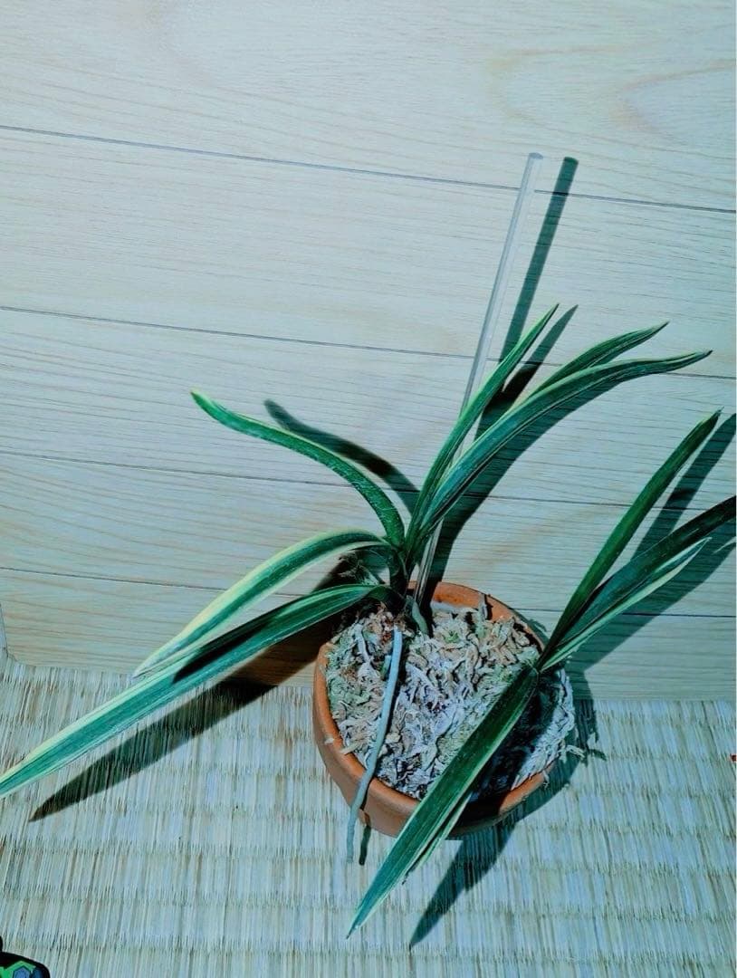 【迎春特別出品】富貴蘭「湖東錦」斑入り