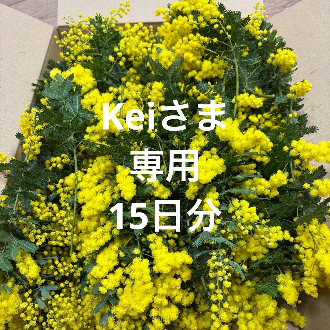 銀葉アカシア　Keiさま専用