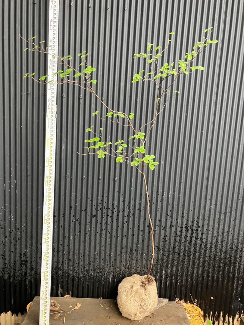 山採り　ウスギヨウラク