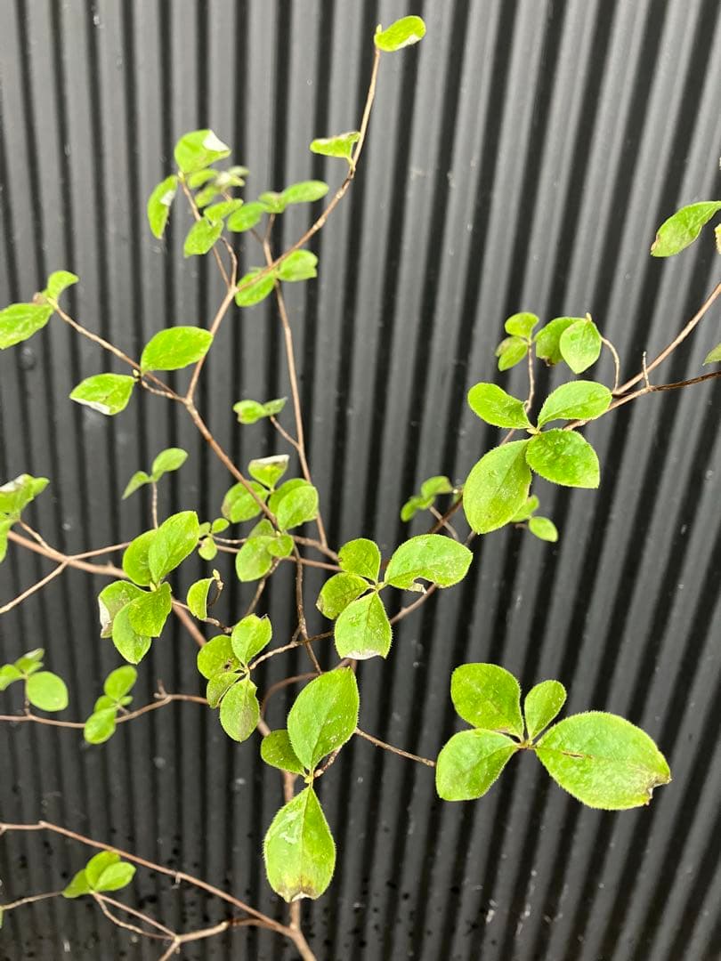 山採り　ウスギヨウラク