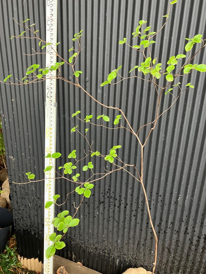 山採り　ウスギヨウラク