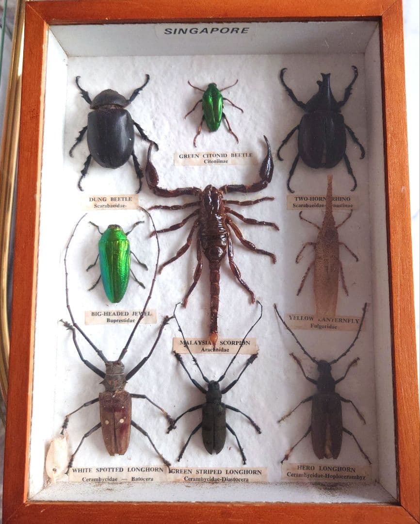 シンガポール製の虫の標本
