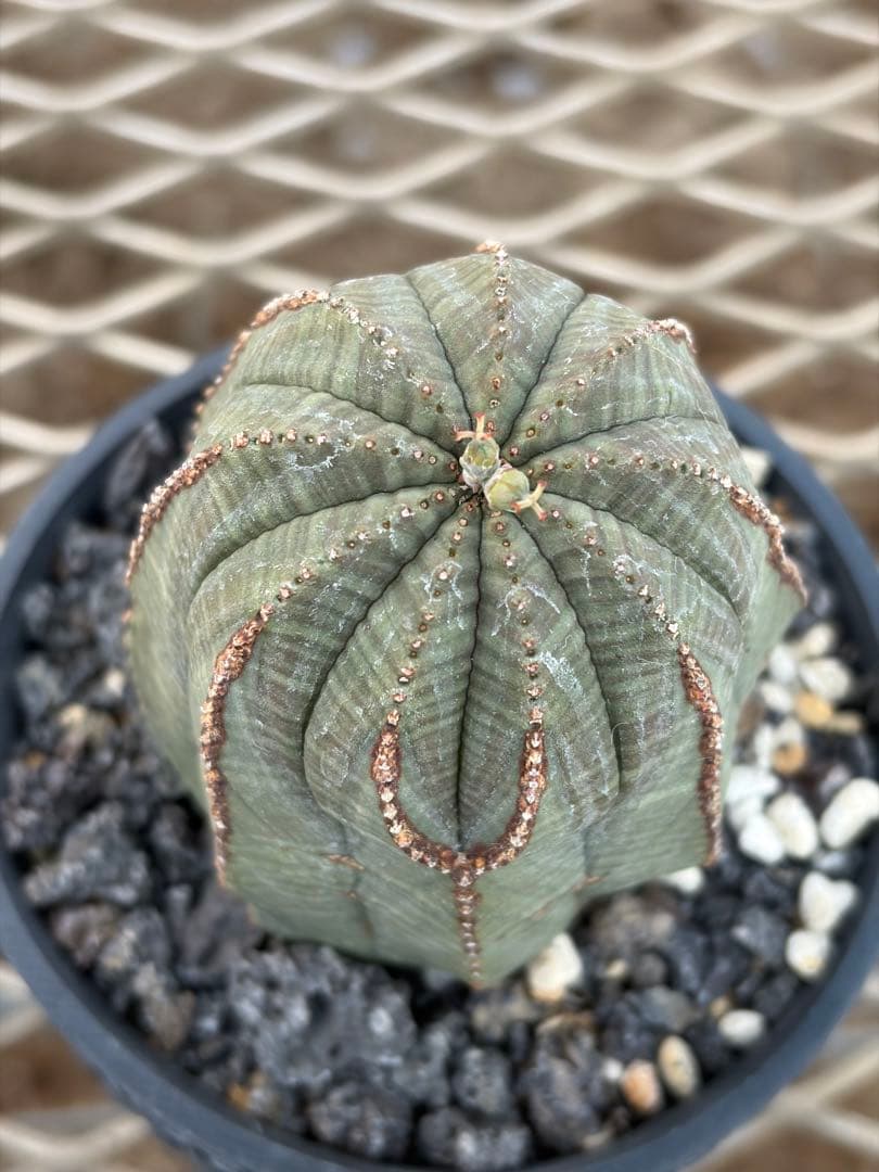 オベサ　幅6.4cmの高さ7.4cm ユーフォルビア 9稜　メス