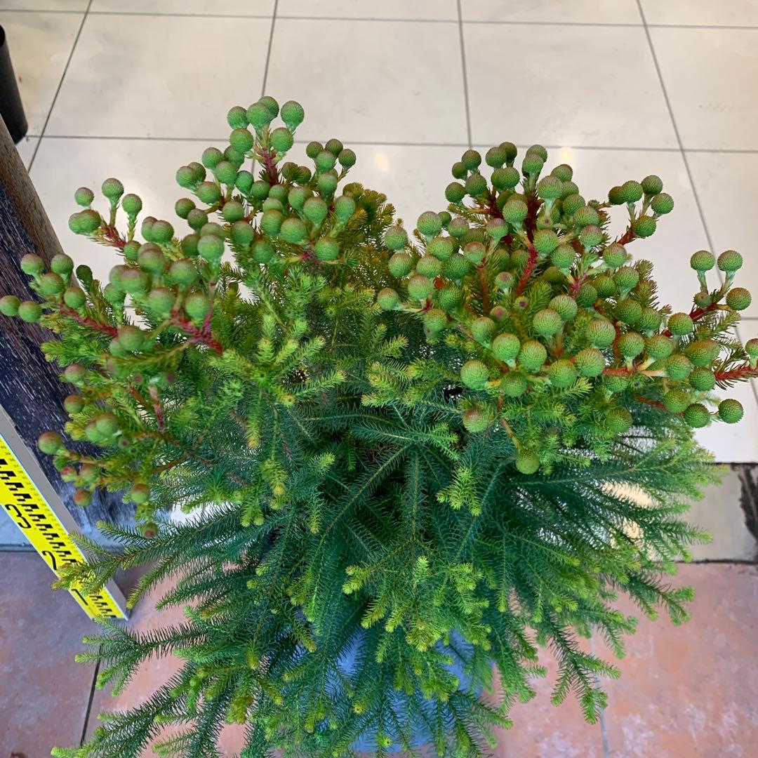 バーゼリア ラヌギノーサ ファイバー鉢