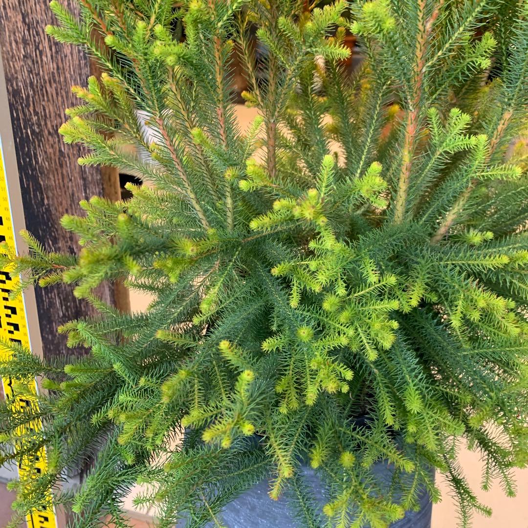 バーゼリア ラヌギノーサ ファイバー鉢