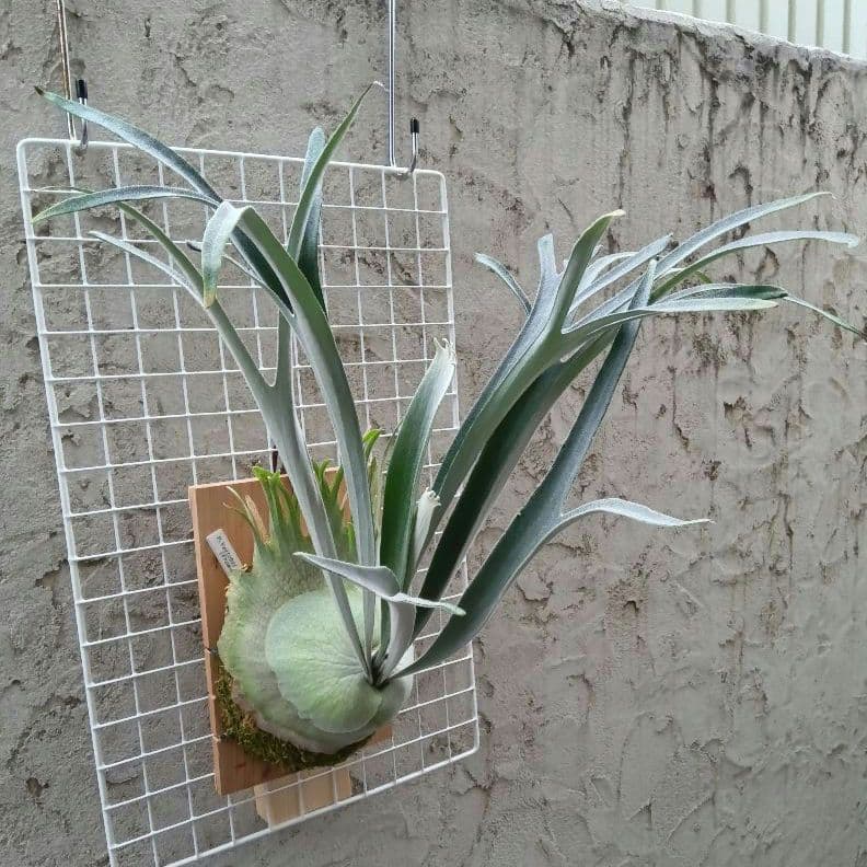 ビカクシダ p.veitchii auburn 　ベイチー