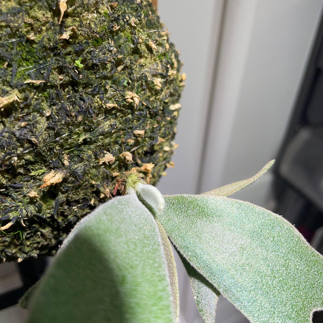 【お得】P. willinckii IZANAGI伊弉諾イザナギ子株小さめ#25