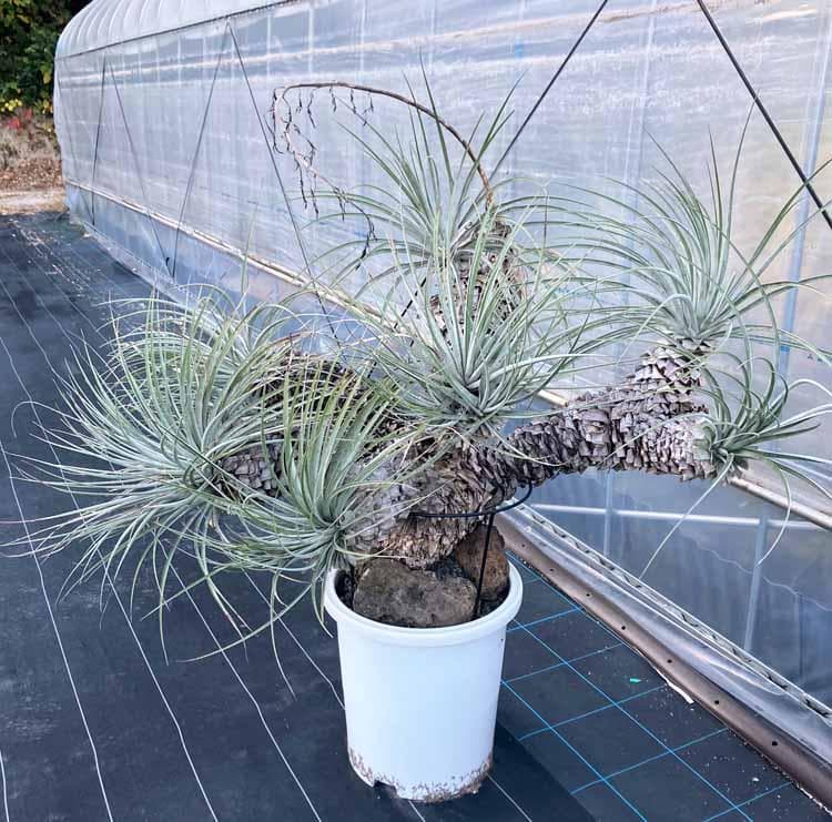 【現品】プヤ・セルーレア　開花株　現地株　日本最大級　15号