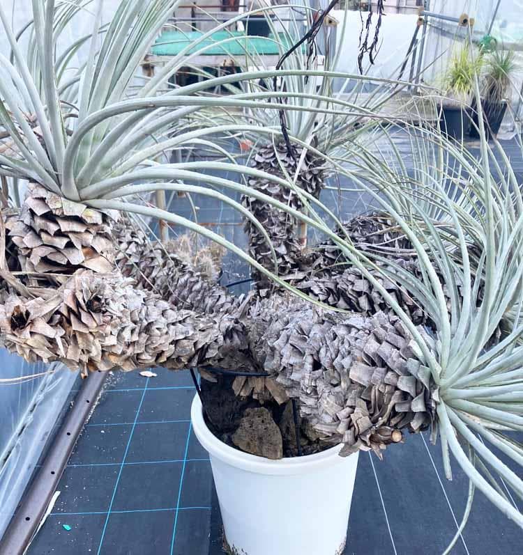 【現品】プヤ・セルーレア　開花株　現地株　日本最大級　15号