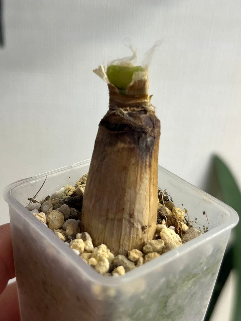 ブーファン　ハエマントイデス　カキコ　発根済み