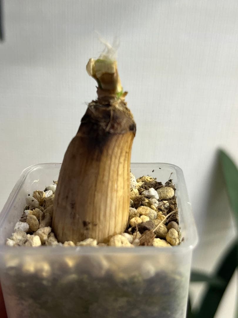 ブーファン　ハエマントイデス　カキコ　発根済み