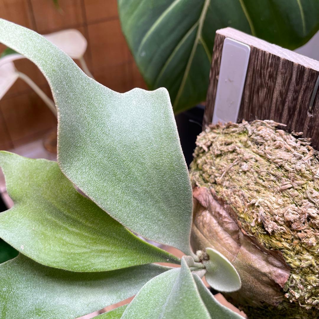 ビカクシダ P.Ginka spore pup