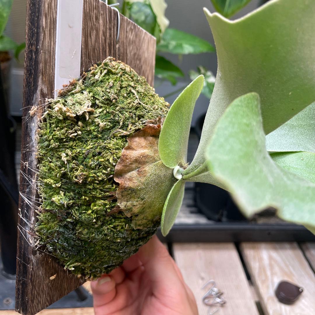 ビカクシダ P.Ginka spore pup