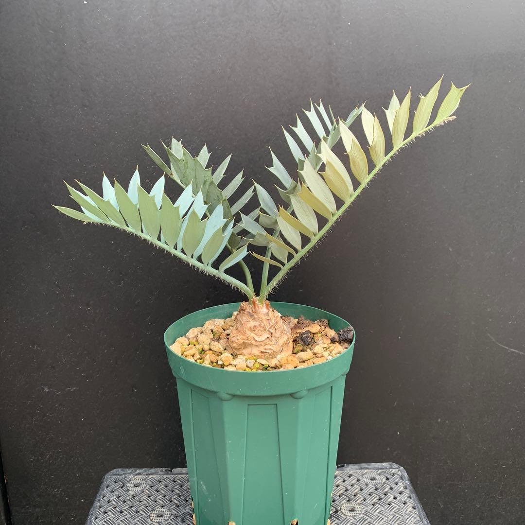 【南ア産・発根済】エンセファラルトス・ホリダス ｜ショートリーフ！No3-11