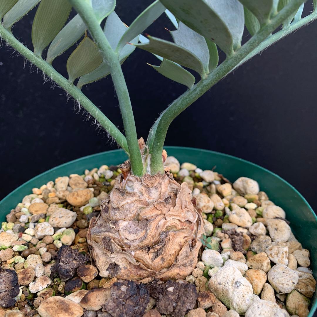 【南ア産・発根済】エンセファラルトス・ホリダス ｜ショートリーフ！No3-11