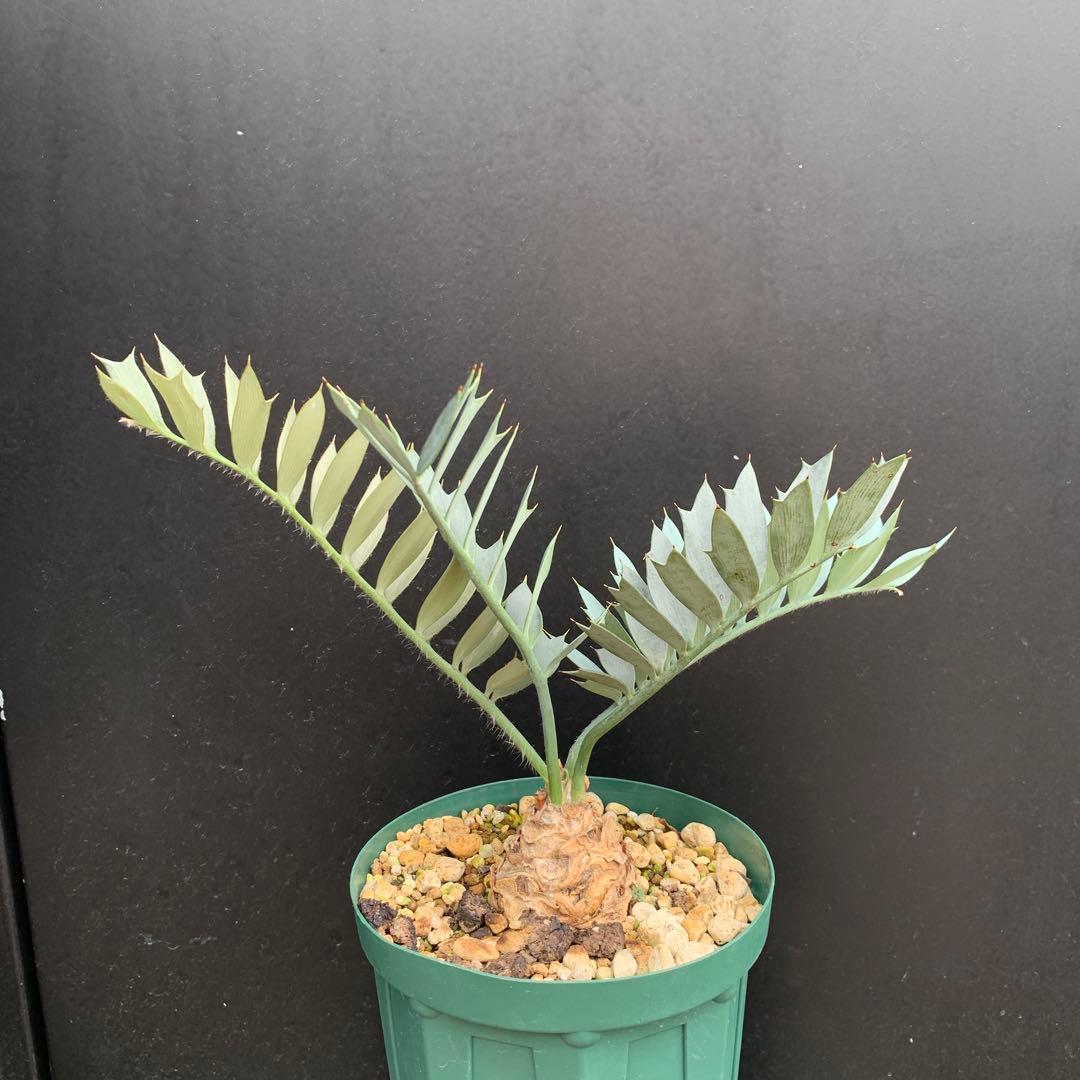 【南ア産・発根済】エンセファラルトス・ホリダス ｜ショートリーフ！No3-11