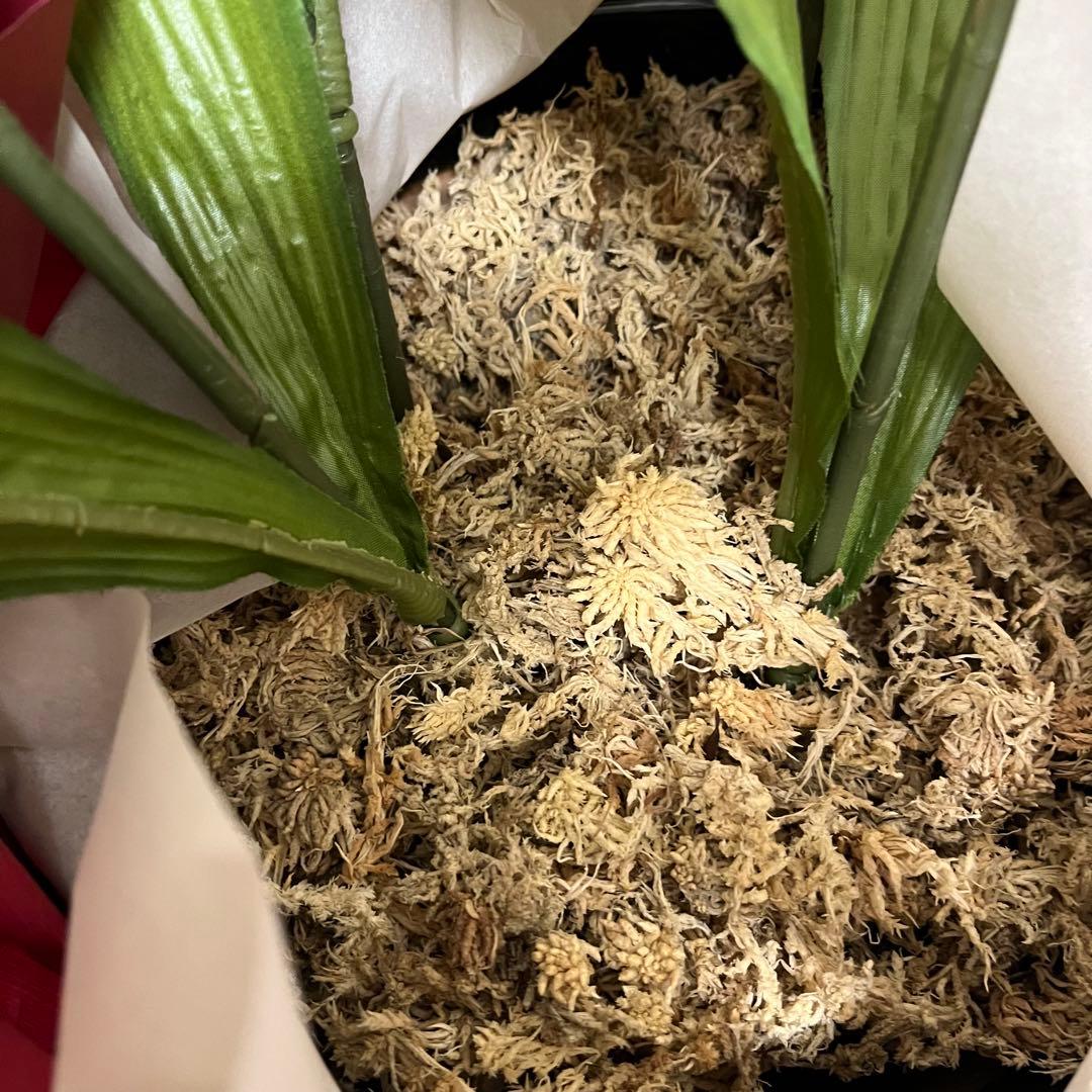 胡蝶蘭　造花　5本立て　40輪+10つぼみ　￼光触媒　高さ66cm
