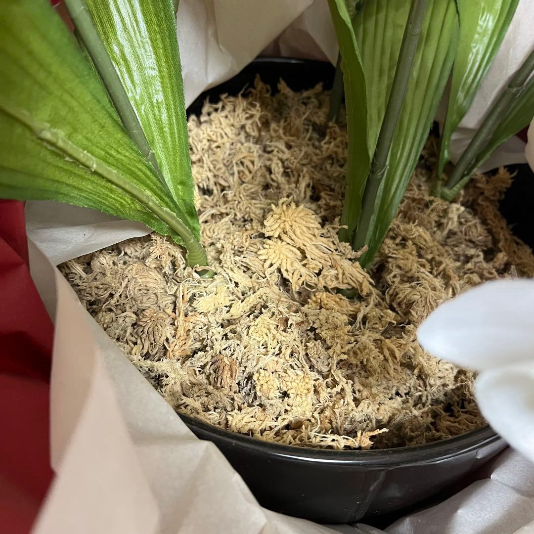 胡蝶蘭　造花　5本立て　40輪+10つぼみ　￼光触媒　高さ66cm