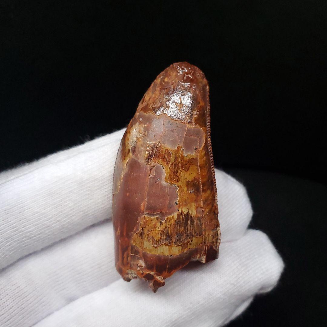 カルカロドントサウルス 歯 化石 本物 モロッコ産 45.08mm  fca10