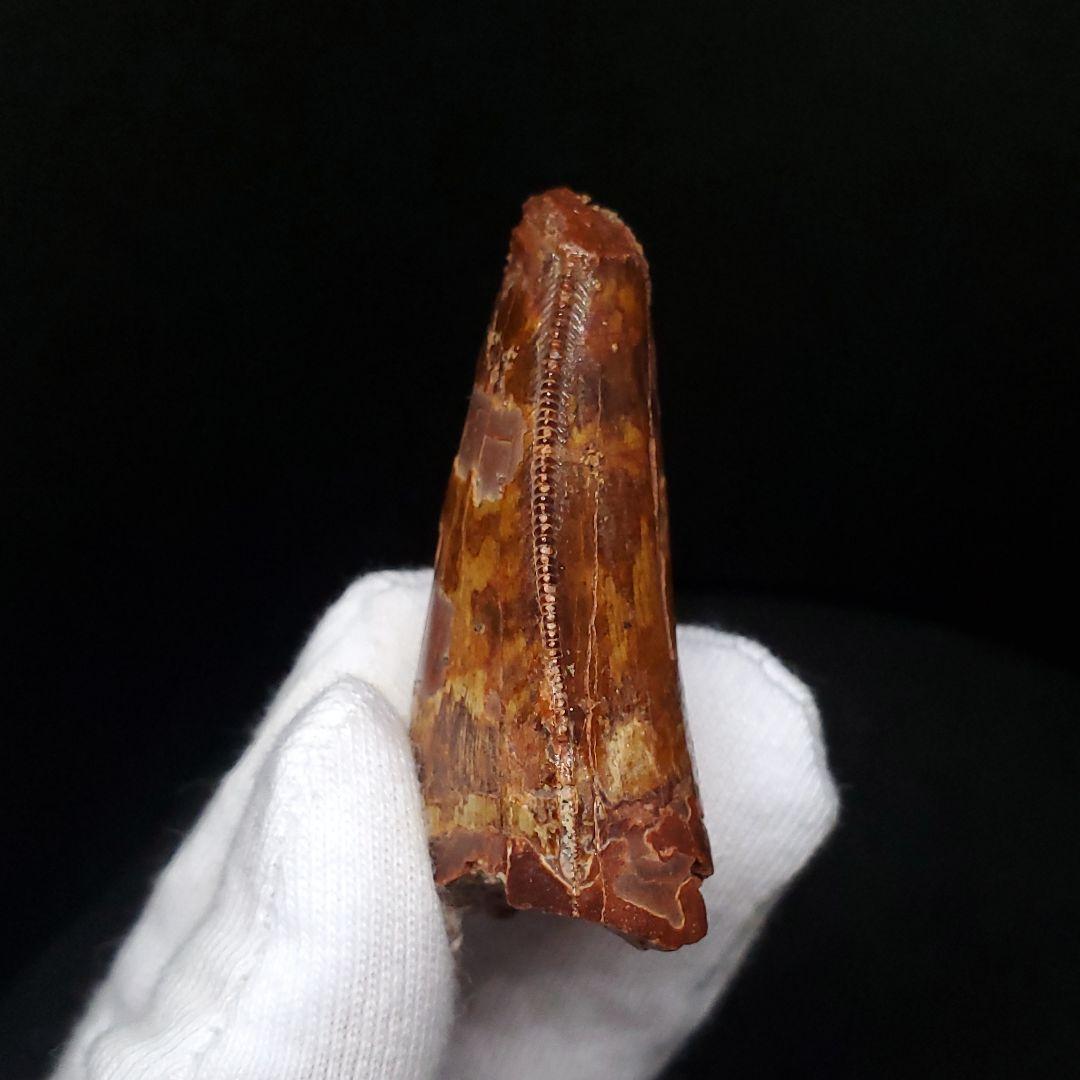 カルカロドントサウルス 歯 化石 本物 モロッコ産 45.08mm  fca10