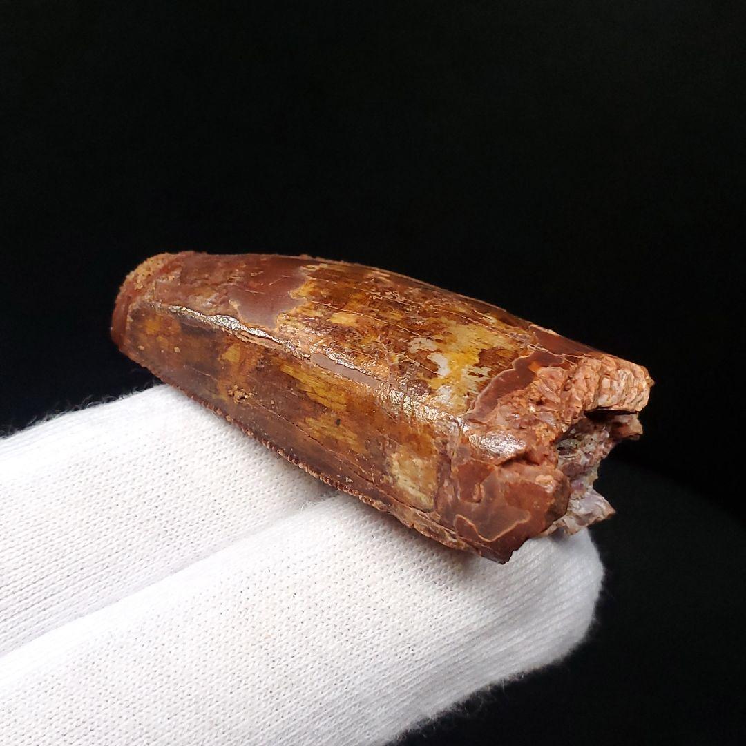 カルカロドントサウルス 歯 化石 本物 モロッコ産 45.08mm  fca10