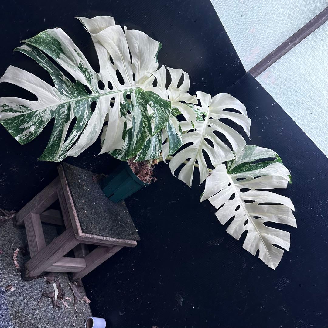 斑入りモンステラ ホワイトタイガー極美大株53cm白斑多