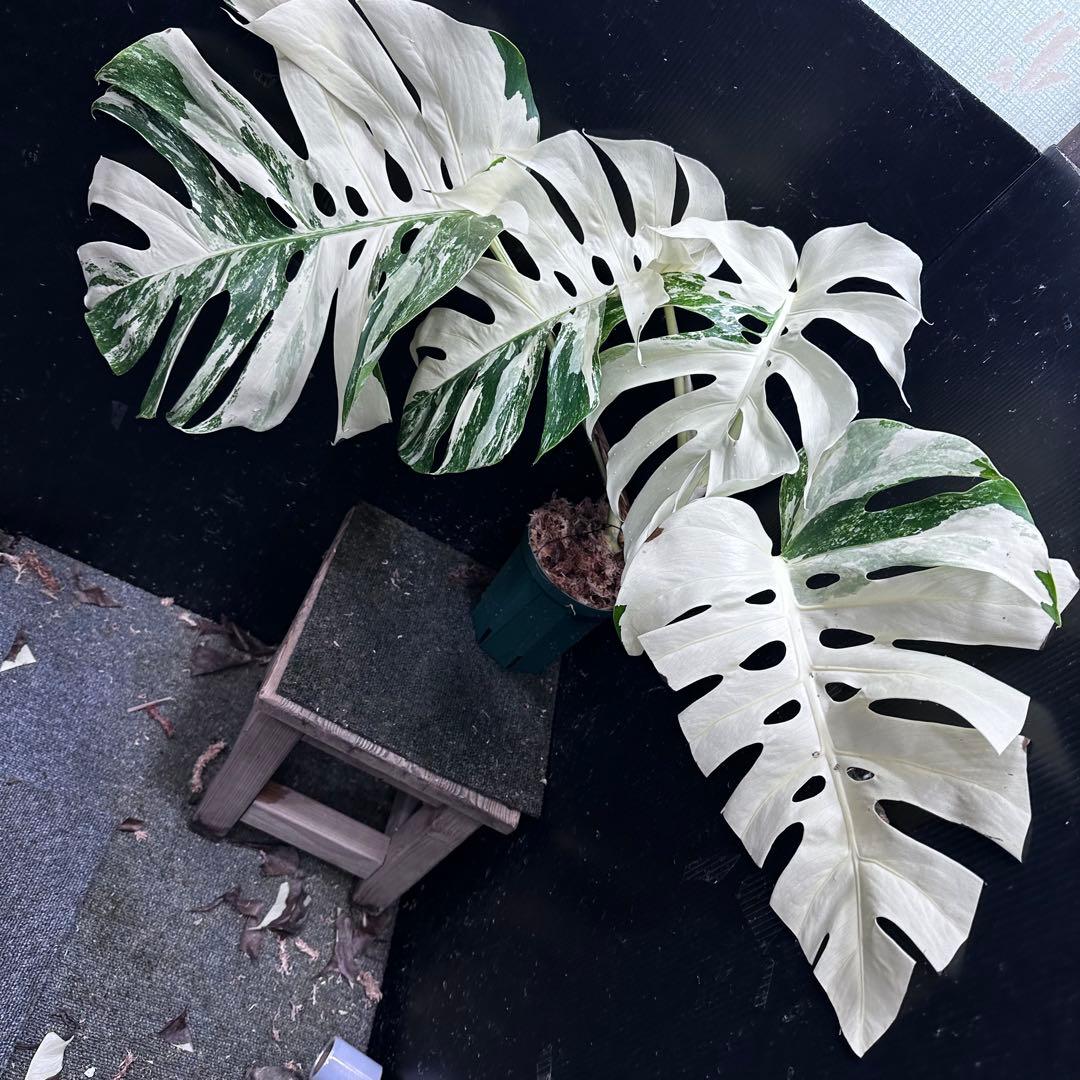 斑入りモンステラ ホワイトタイガー極美大株53cm白斑多