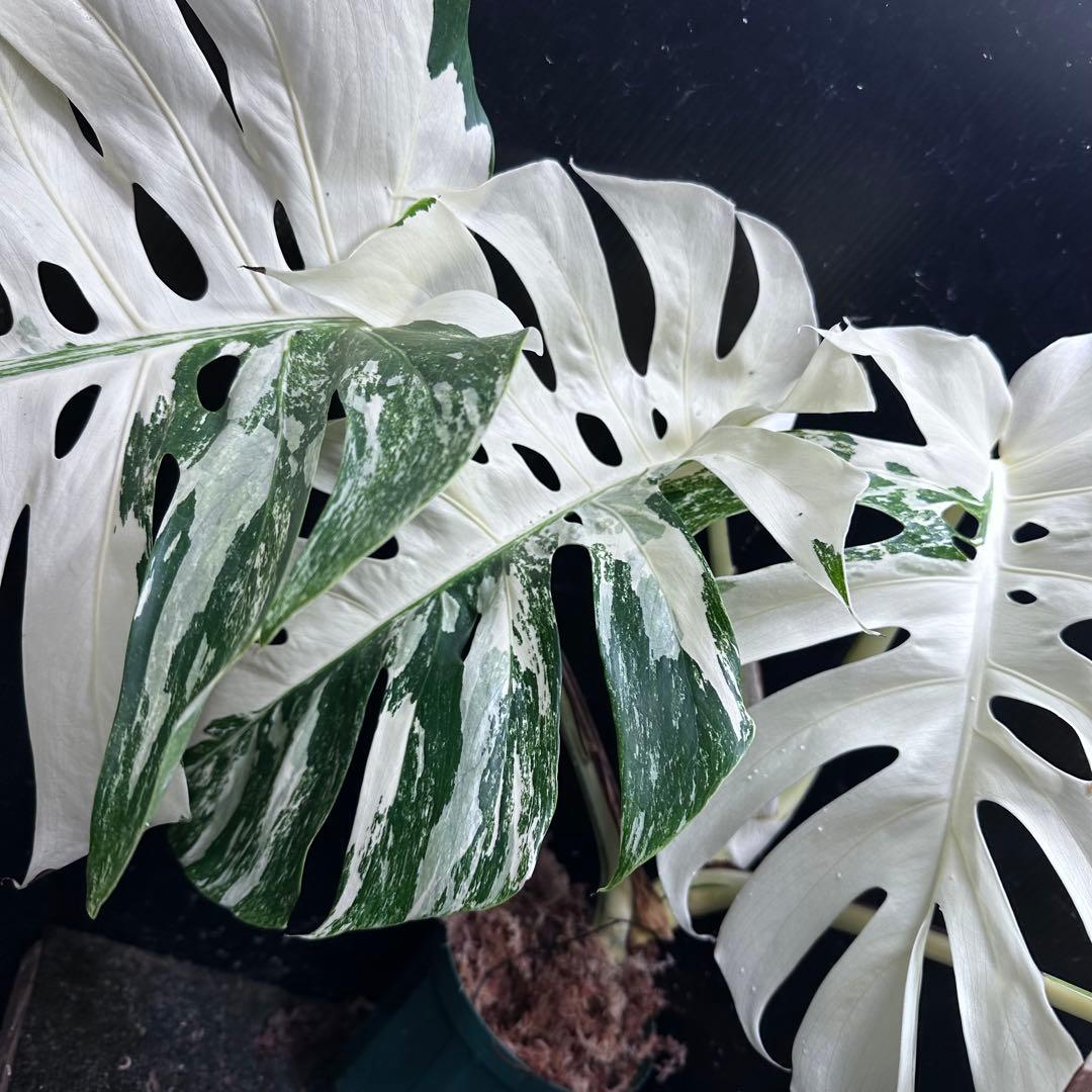 斑入りモンステラ ホワイトタイガー極美大株53cm白斑多
