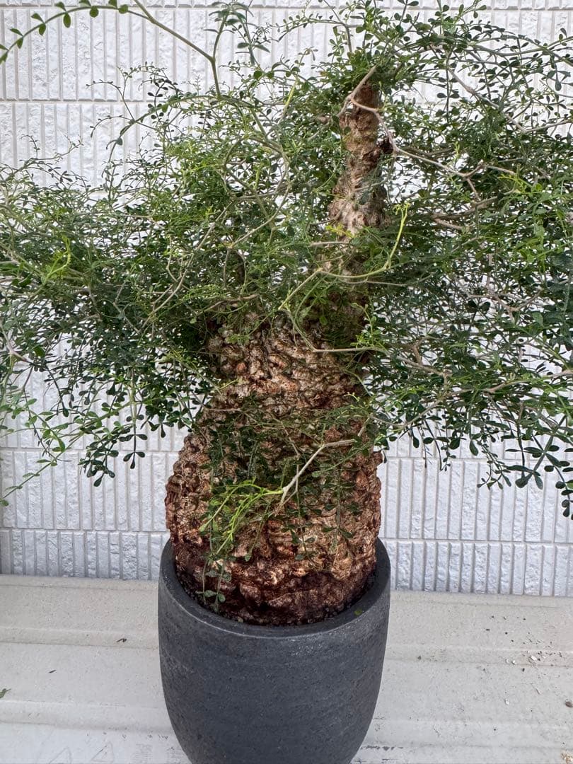 インボイス発行可 オペルクリカリア パキプス 幹幅16㎝ 発根済み 三州みやび鉢