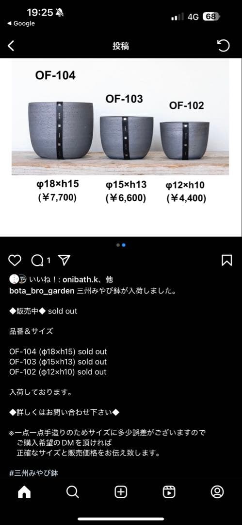 インボイス発行可 オペルクリカリア パキプス 幹幅16㎝ 発根済み 三州みやび鉢