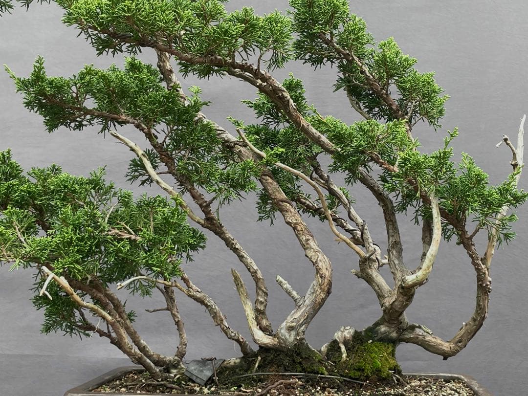 三河盆栽　真柏　株立　盆栽