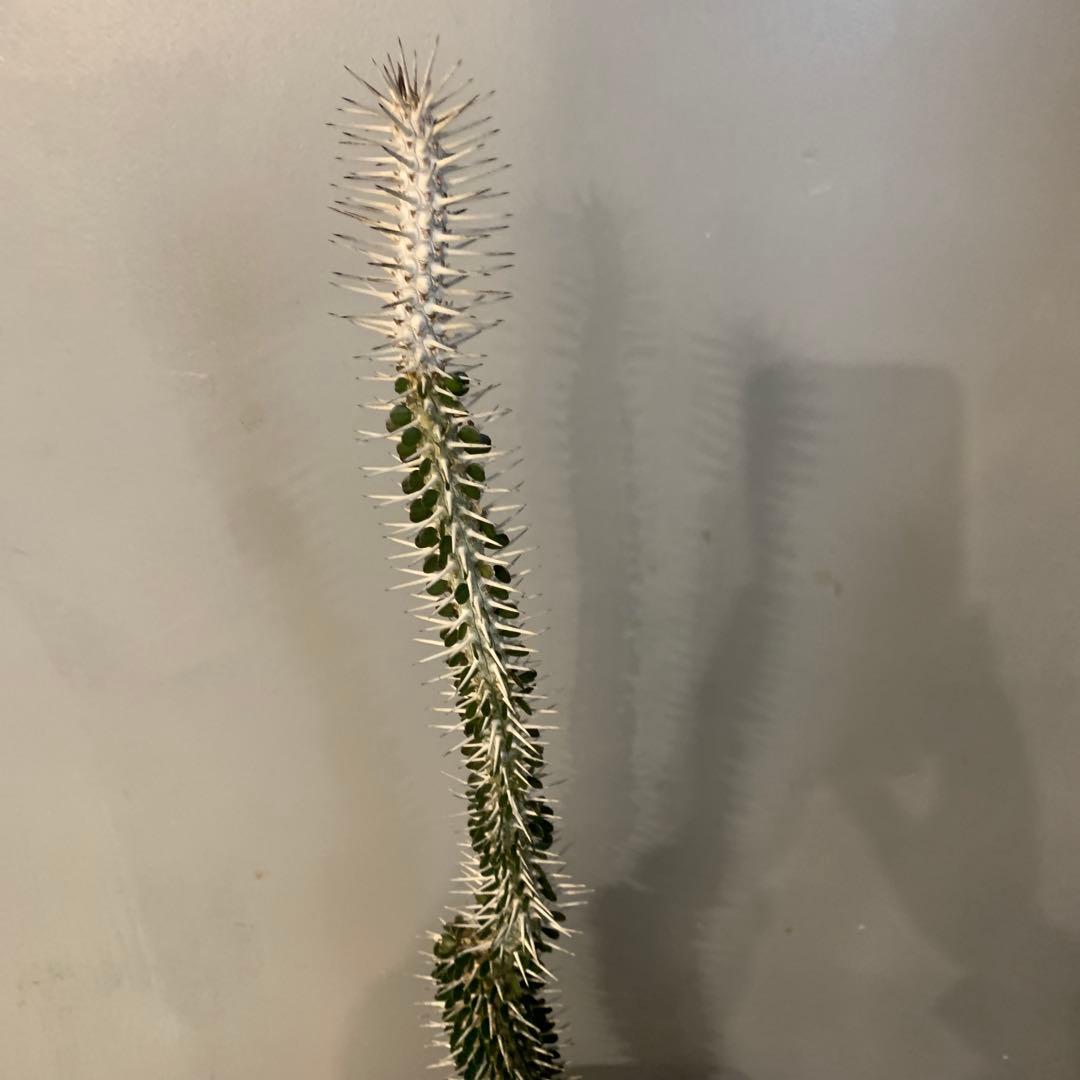 アローディア モンタグナッキー 陶器鉢 お皿付き