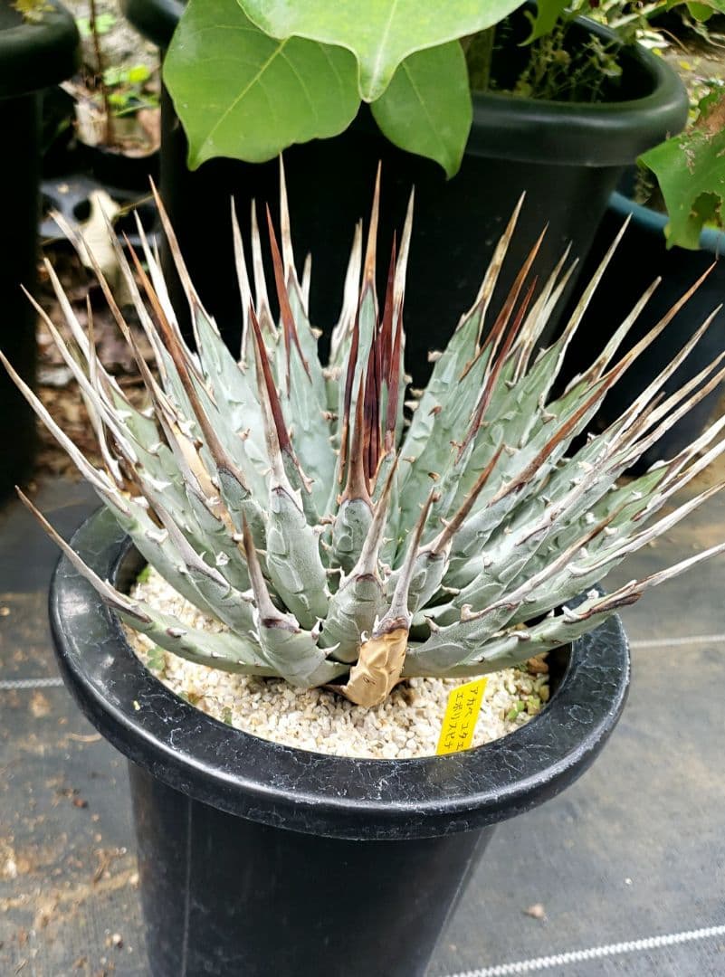 アカベ　ユタエンシス　エボリスピナ現地株