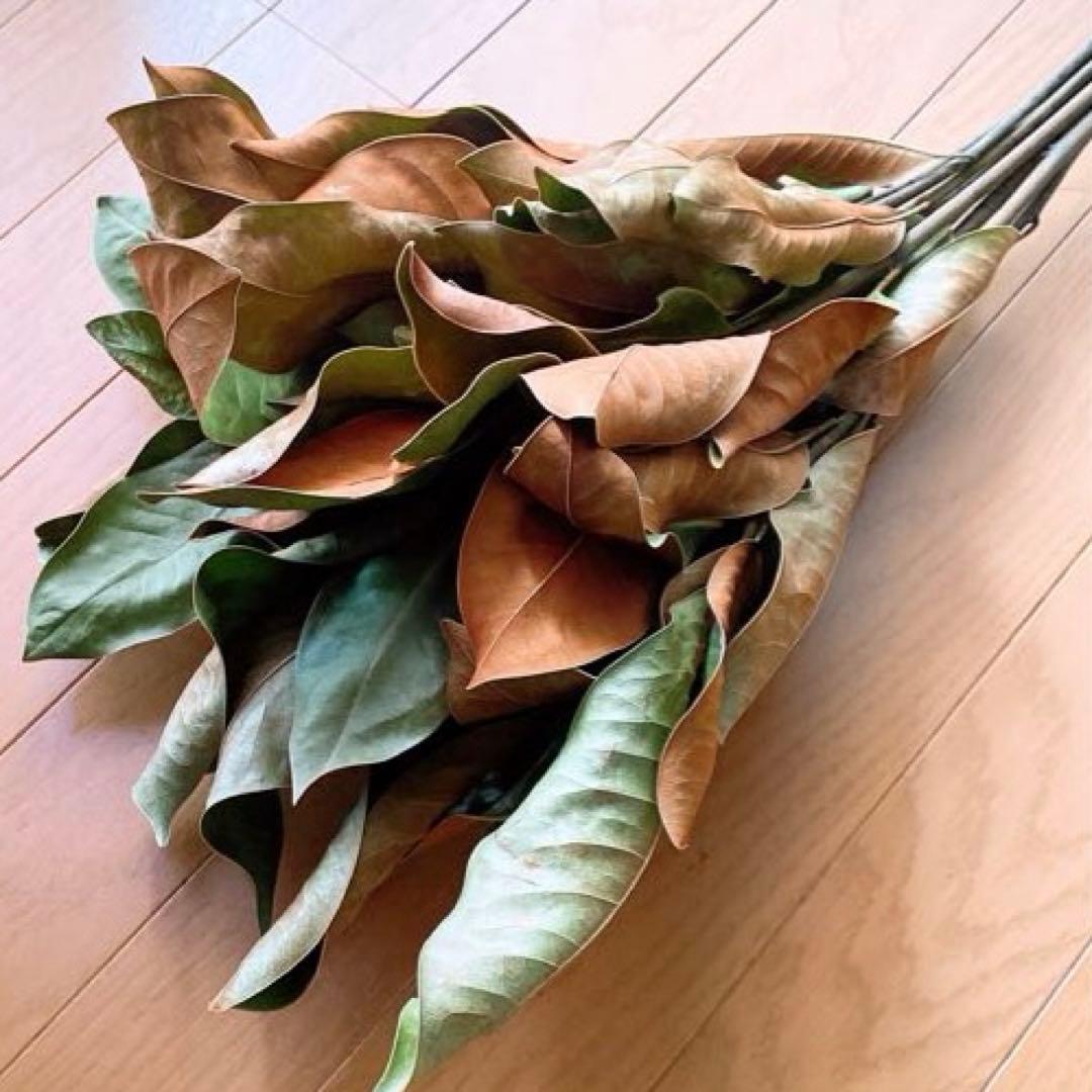 ドライフラワー❇️マグノリア❣️枝長め