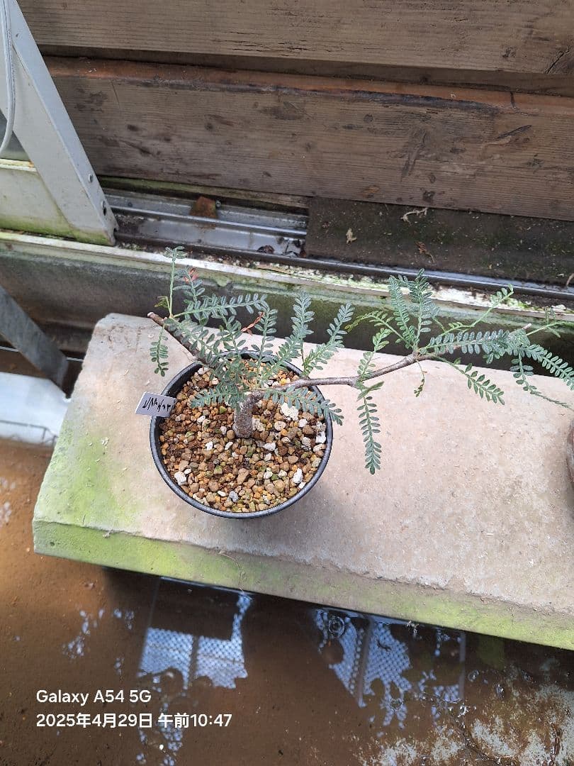 珍品　オペルクリカリア　ヒファエノイデス