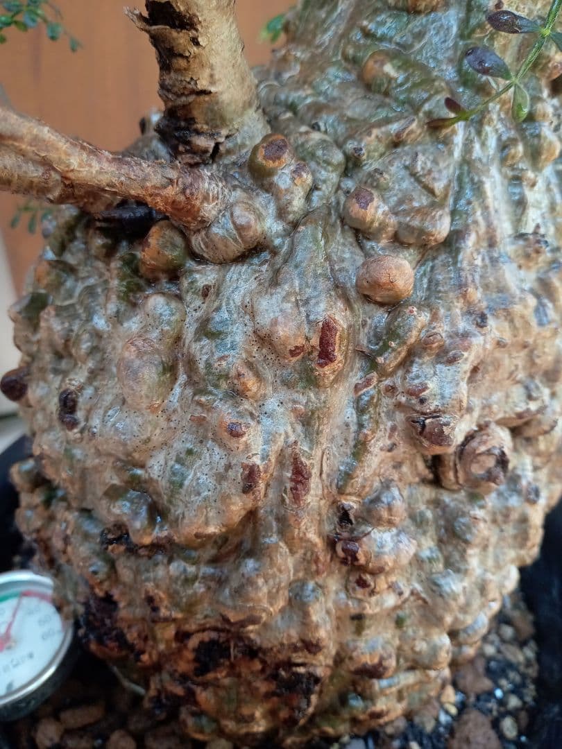 オペルクリカリア パキプス マダガスカル