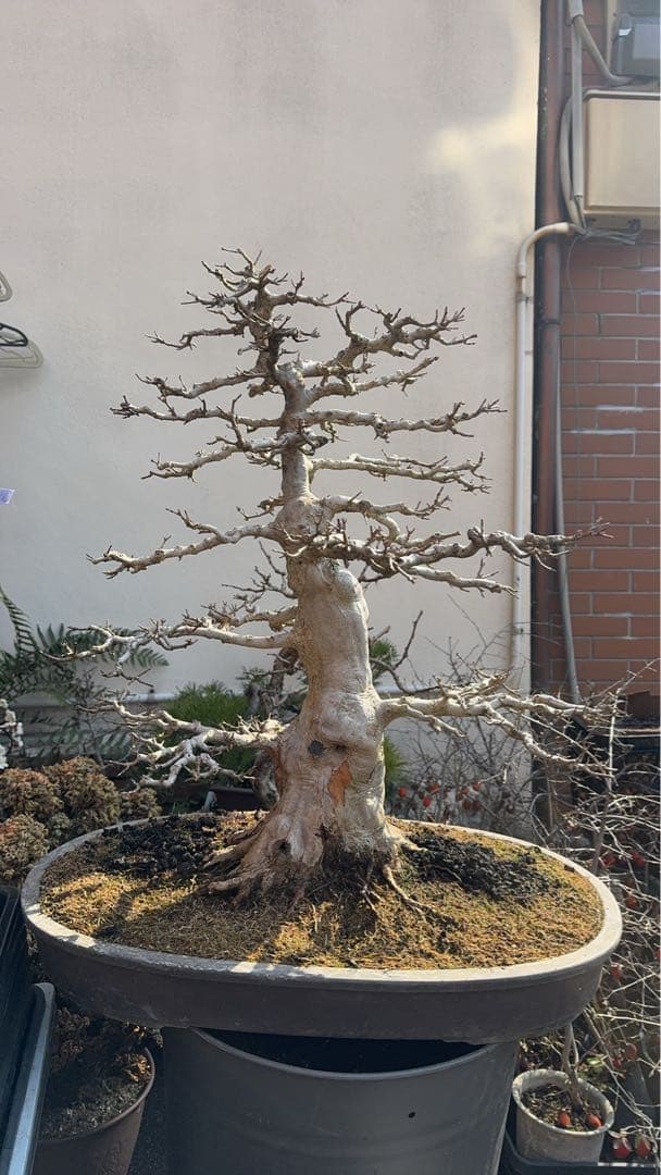 カエデ（大品）