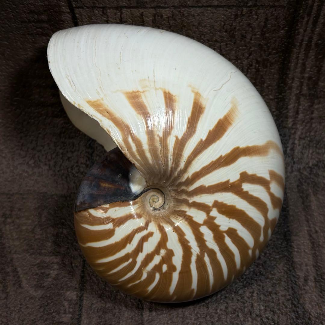 ほ*ん様 激レア！オオベソオウムガイ オウムガイ オウム貝 オーム貝 貝殻